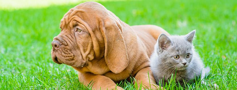 Animaux Croquetteland