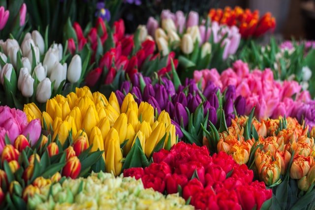 Bouquets de tulipes