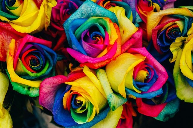 Roses multicolores arc-en-ciel